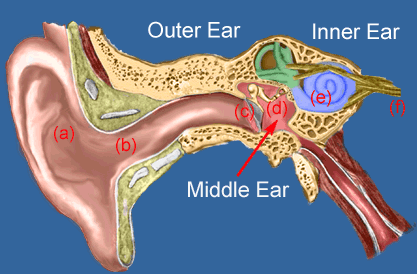 auditory-system
